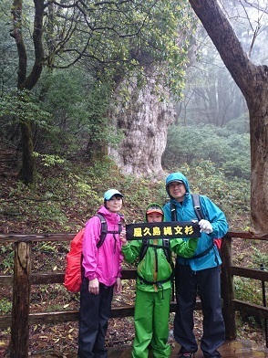 縄文杉.jpg