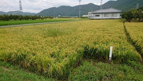 イネ1.jpg